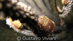 Flamingo Tongue Snail @ El Escambron.  San Juan , PR by Gustavo Viviani 